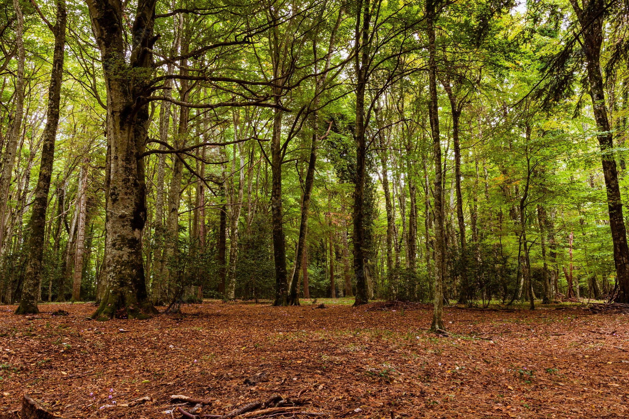 hermoso-paisaje-bosque-otonal_181624-36973